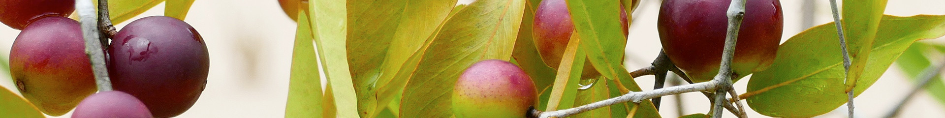 Camu-camu Bio d’Amazonie : le fruit champion de la vitamine C | Bioénergies