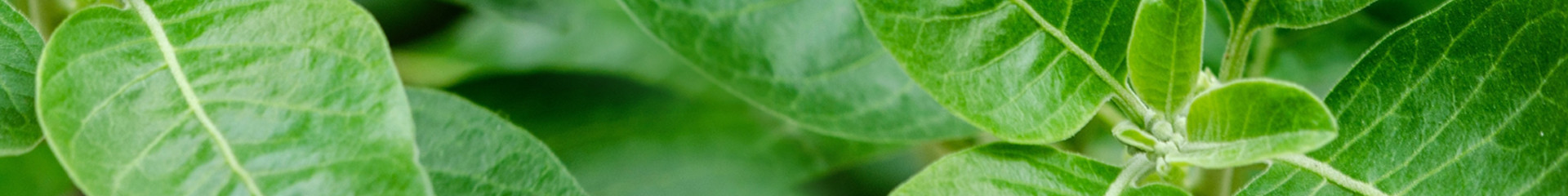 Ashwagandha : bienfaits, vertus, propriétés et utilisation | Bioenergies