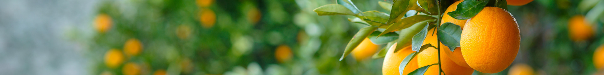Citrus sinensis : un oranger et des fruits aux multiples vertus | Bioénergies