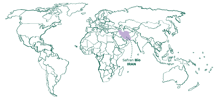 SAFRAN ⚜️ Propriétés, Bienfaits, Posologies, Effets ?