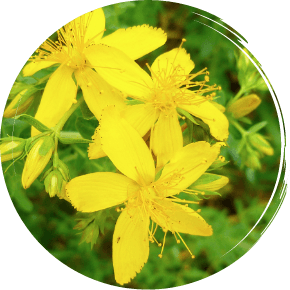 Chicorée : culture, bienfaits et utilisation - Promesse de Fleurs