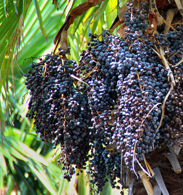 <p><strong>Açai<br /></strong> (Euterpe oleracea)</p>