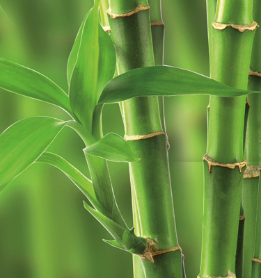 <p><strong>Bambou</strong> <br />(Bambusa arundinaceae)</p>