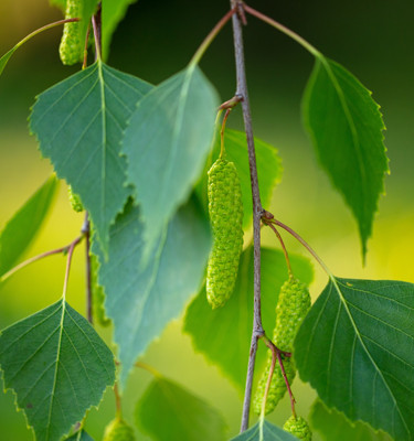 <p><strong>Bouleau<br /></strong> (Betula pendula)</p>