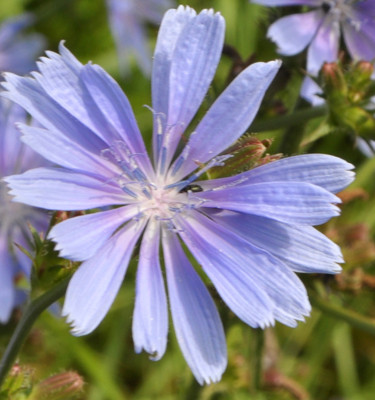 <p><strong>Chicorée<br /></strong> (Cichorium intybus L.)</p>