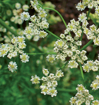 <p><strong>Cumin<br /></strong>(Cuminum cyminum L)</p>