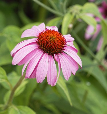 <p><strong>Echinacée<br /></strong> (Echinacea purpurea)</p>