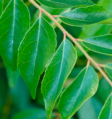 <p><strong>Feuilles de curry ou kaloupilé<br /></strong> (Murraya koenigii)</p>