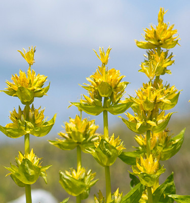 <p><strong>Gentiane jaune</strong> (Gentiana lutea L.)</p>