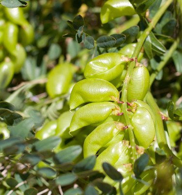 <p><strong>Griffonia<br /></strong>(Griffonia simplicifolia L.)</p>