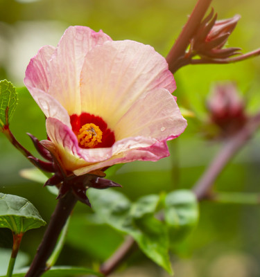 <p><strong>Karkadé</strong> (Hibiscus sabdariffa L.)</p>