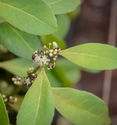 <p><strong>Maté<br /></strong>(Ilex paraguariensis)</p>