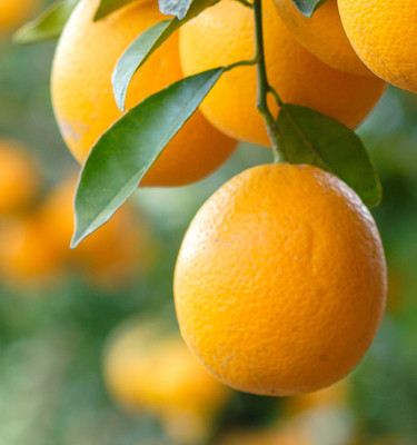 <p><strong>Orange douce<br /></strong>(Citrus sinensis)</p>