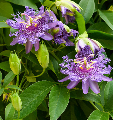 <p><strong>Passiflore officinale<br /></strong> (Passiflora incarnata L)</p>