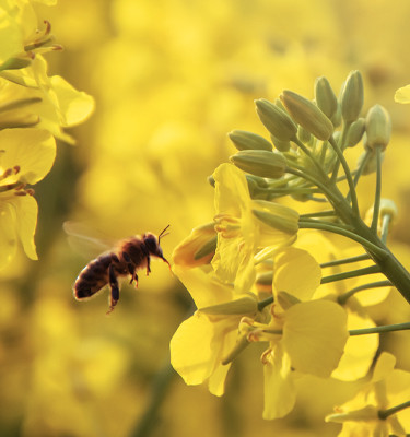 <p><strong>Propolis Verte<br /></strong>(Baccharis Dracunculifolia)</p>