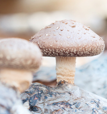 <p><strong>Shiitake<br /></strong>(Lentinula edodes)</p>