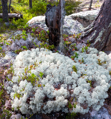<p><strong>Thalle de lichen<br /></strong> (Cladonia rangiferina)</p>