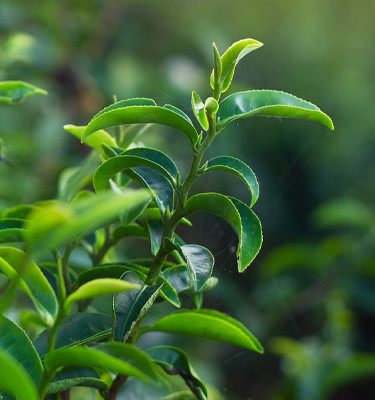 <p><strong>Thé vert<br /></strong> (Camellia sinensis Kuntze L.)</p>
