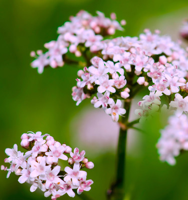 <p><strong>Valériane</strong> (Valeriana officinalis L)</p>