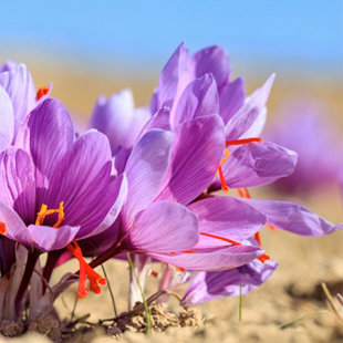<p><strong>Safran</strong></p>
<p><em><span style="color:#0b0b0b;font-weight:500;">(Crocus sativus)</span></em></p>