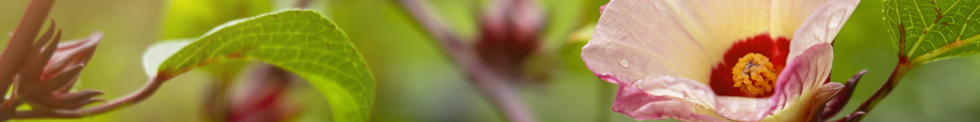 Karkadé bio : des fleurs d’hibiscus aux nombreuses vertus | Bioénergies